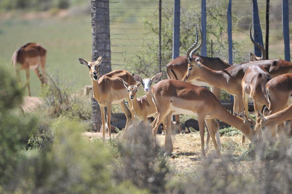 הוילה Meltonwold Melton Wold Guest Farm מראה חיצוני תמונה